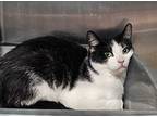 Murphy, Domestic Shorthair For Adoption In Pembroke, Ontario