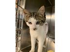 Floppy, Domestic Shorthair For Adoption In Seville, Ohio