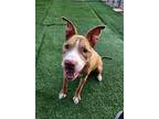 Laney, American Pit Bull Terrier For Adoption In Phoenix, Arizona