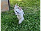 Cooper, Border Terrier For Adoption In Mooresville, North Carolina
