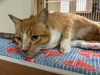 Joey, Domestic Shorthair For Adoption In Phoenix, Arizona