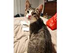 Dr. Pepper - Available 4/19, Domestic Shorthair For Adoption In Elmsford