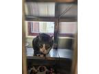 Buddy, Domestic Shorthair For Adoption In Swanzey, New Hampshire