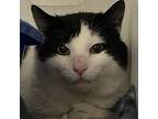 Bastian (spirit Cat), Domestic Mediumhair For Adoption In Swanzey, New Hampshire
