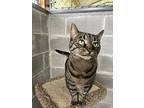 Cat, Domestic Shorthair For Adoption In Powell River, British Columbia