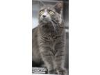 Rune, Domestic Mediumhair For Adoption In Walla Walla, Washington