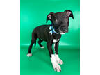 Spaghetti, American Pit Bull Terrier For Adoption In Fort Wayne, Indiana