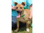 Handsome 39373, Terrier (unknown Type, Medium) For Adoption In Prattville