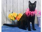 Calla, Domestic Shorthair For Adoption In Roanoke, Texas