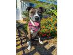 Rucca, Staffordshire Bull Terrier For Adoption In Marina Del Ray, California