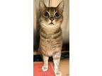 Maple, Domestic Shorthair For Adoption In Loudon, Tennessee