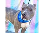 Pickle, American Staffordshire Terrier For Adoption In Corona, California