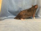 Edigio, Rat For Adoption In Imperial Beach, California