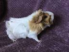 Dorothea, Guinea Pig For Adoption In Imperial Beach, California