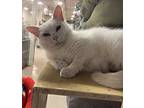 Keshi, Domestic Shorthair For Adoption In Virginia Beach, Virginia