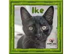 Adopt Ike - No Longer Accepting Applications a Domestic Short Hair