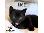 Adopt Ike - No Longer Accepting Applications a Domestic Short Hair