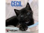 Adopt Cecil a Domestic Short Hair