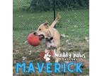 Adopt Maverick FKA Cedrick a Labrador Retriever
