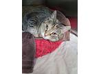 Tikka, Domestic Shorthair For Adoption In Barrie, Ontario