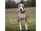 Rory, American Staffordshire Terrier For Adoption In Baltimore, Maryland