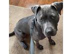 Birdie, American Staffordshire Terrier For Adoption In Baltimore, Maryland