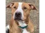 Adopt Bubba a Pit Bull Terrier