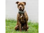 Adopt Wyatt Derp a Pit Bull Terrier