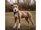 Ruby, American Pit Bull Terrier For Adoption In Baltimore, Maryland