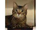 Adopt John Deere a Domestic Short Hair