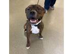 Adopt Loki a Boxer