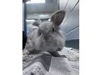 Parker-kitchener, Lionhead For Adoption In Kitchener, Ontario