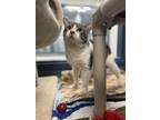 Lobo - Kitchener, Domestic Shorthair For Adoption In Kitchener, Ontario