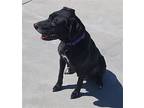 Cyres, Labrador Retriever For Adoption In Knoxville, Iowa