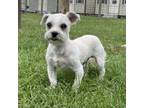 Adopt Frederick a Shih Tzu