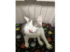 Patches, Domestic Shorthair For Adoption In Ponderay, Idaho