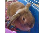 Juliet, Lop-eared For Adoption In Georgetown, Texas