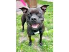 Otter, American Pit Bull Terrier For Adoption In Voorhees, New Jersey