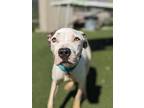 Ellie Viii - 47, American Pit Bull Terrier For Adoption In Cleveland, Ohio