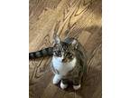 Peace Km, American Shorthair For Adoption In West Bloomfield, Michigan