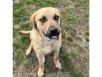 Charlie, Labrador Retriever For Adoption In Prior Lake, Minnesota