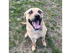 Charlie, Labrador Retriever For Adoption In Prior Lake, Minnesota