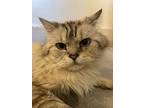 Leo, Himalayan For Adoption In Manchester, New Hampshire