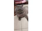 Woody, Persian For Adoption In Manchester, New Hampshire