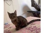 Arya, Egyptian Mau For Adoption In Manchester, New Hampshire