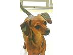 Dachshund Puppy for sale in Boulder, CO, USA