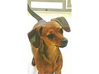 Kazoo, Dachshund For Adoption In Boulder, Colorado