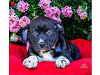 Buzz, Labrador Retriever For Adoption In Bristol, Tennessee