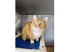Two Step, Domestic Shorthair For Adoption In Candler, North Carolina
