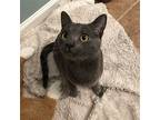 Andre, Domestic Shorthair For Adoption In Candler, North Carolina